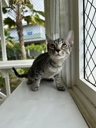 A baby small-sized female Domestic Short Hair cat named Judy for adoption in Honolulu, HI