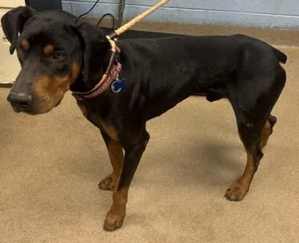 An adult extra large-sized male Mixed Breed dog named Shadobie for adoption in Chamblee, GA