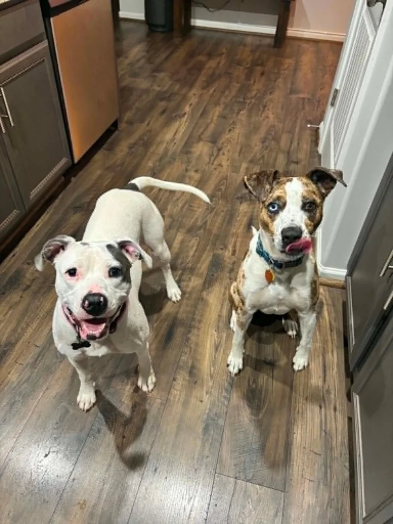 A young medium-sized female Mixed Breed dog named Madelyn for adoption in Douglas, MA