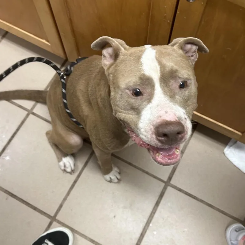 An adult medium-sized male Brown / Chocolate Pit Bull Terrier dog named Diesel for adoption in Starkville, MS