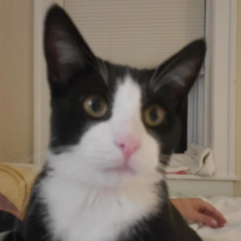 A young large-sized male Black Domestic Short Hair cat named Martin for adoption in Evanston, IL