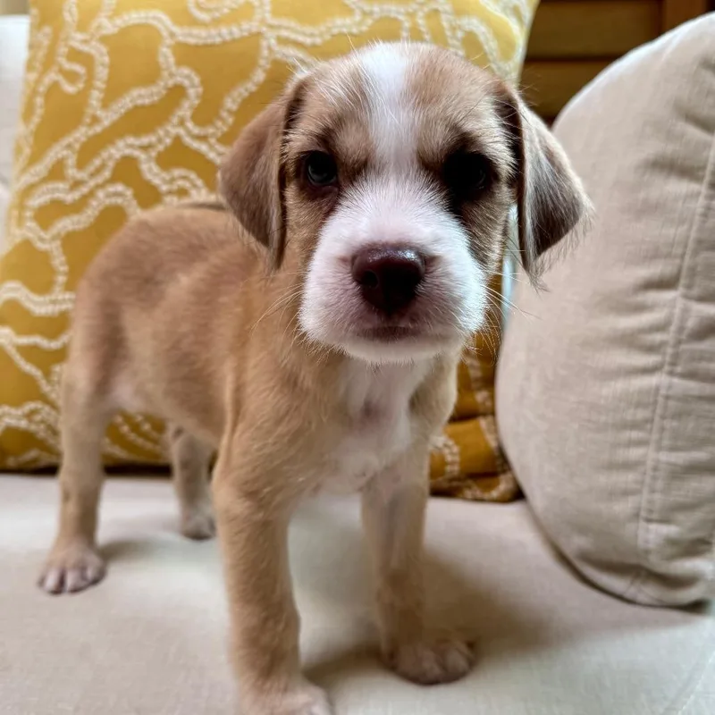 Chispi Pup: Jack