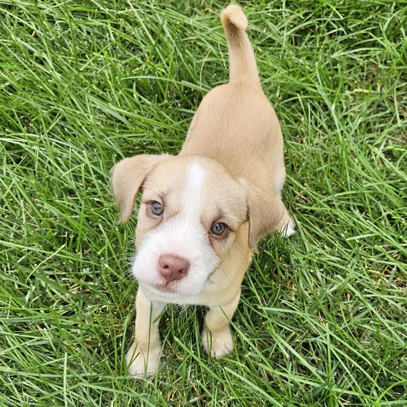 Chispi Pup: Jack thumbnail 2