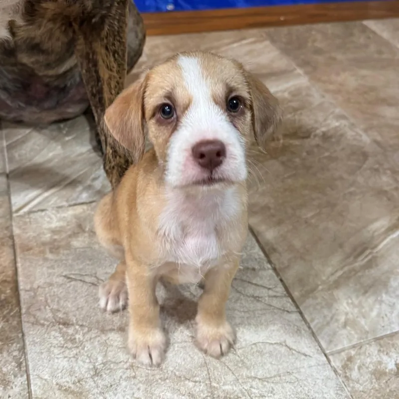 Chispi Pup: Jack thumbnail 3