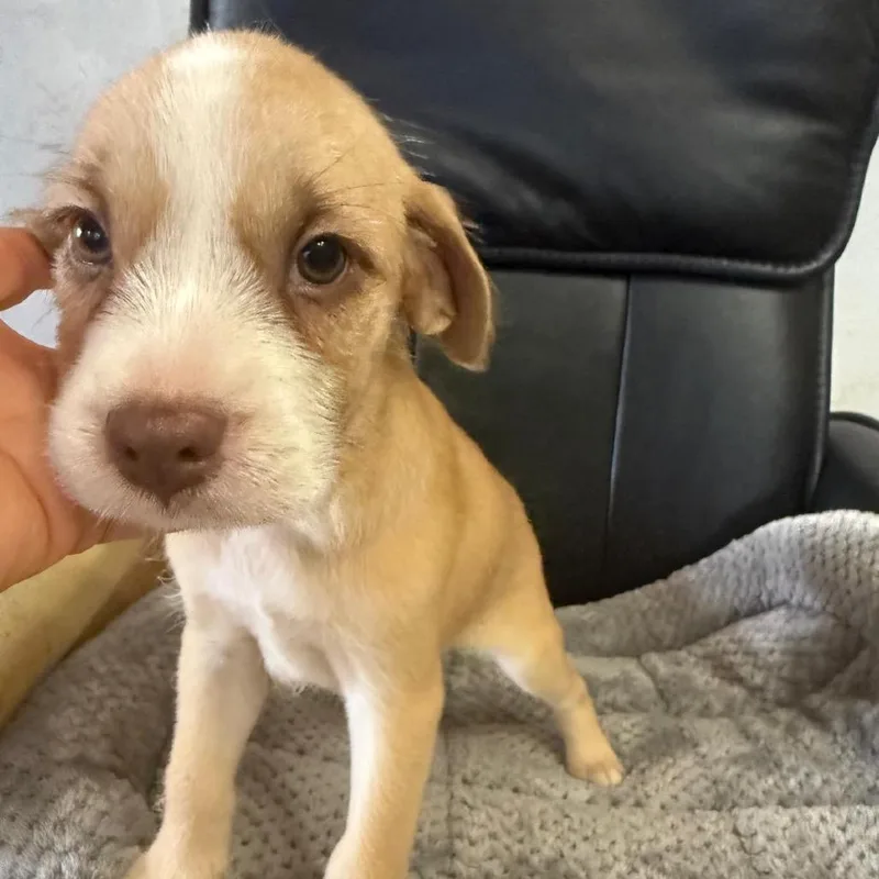 Chispi Pup: Jack thumbnail 5