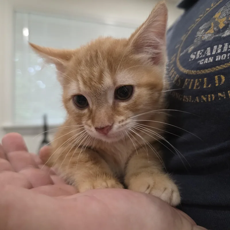 A baby medium-sized female Orange / Red Domestic Medium Hair cat named Myrtle for adoption in Moriches, NY