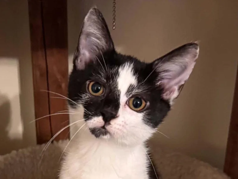 A baby small-sized male Domestic Short Hair cat named Dorian for adoption in Cookeville, TN