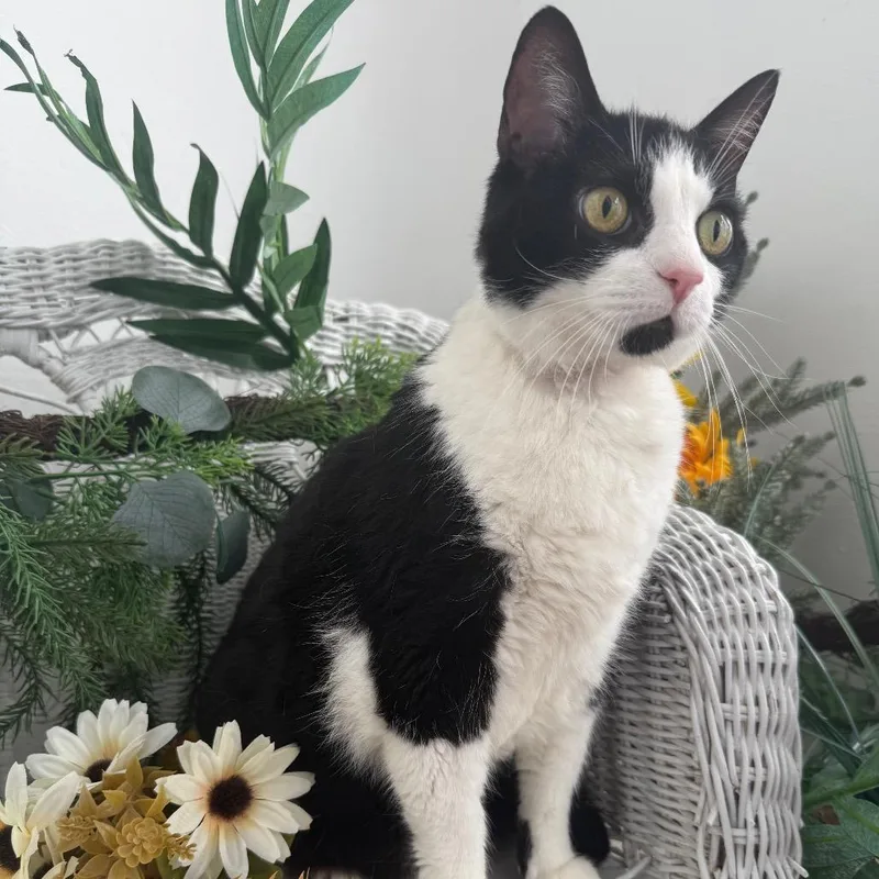 A senior large-sized female Black Domestic Short Hair cat named Bluebelle Garden for adoption in Eaton Rapids, MI