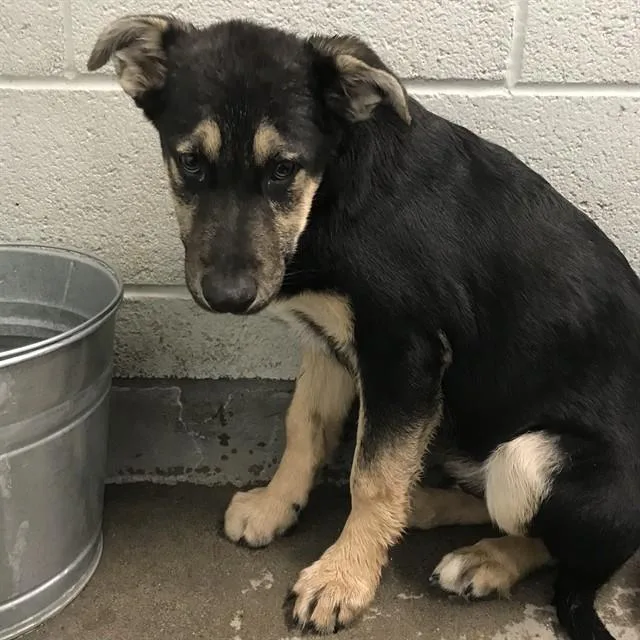 A baby small-sized male German Shepherd Dog dog named Pie for adoption in Albuquerque, NM