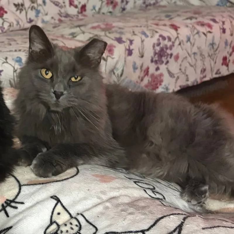 A senior small-sized female Gray / Blue / Silver Maine Coon cat named Sassy for adoption in Lynchburg, VA