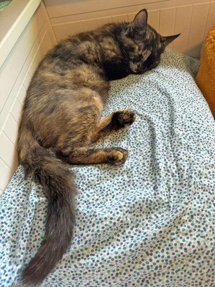 An adult small-sized female Domestic Short Hair cat named Cami for adoption in Bellevue, WA