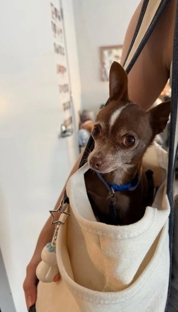 A senior small-sized male Chihuahua dog named Lammy for adoption in Bryan, TX