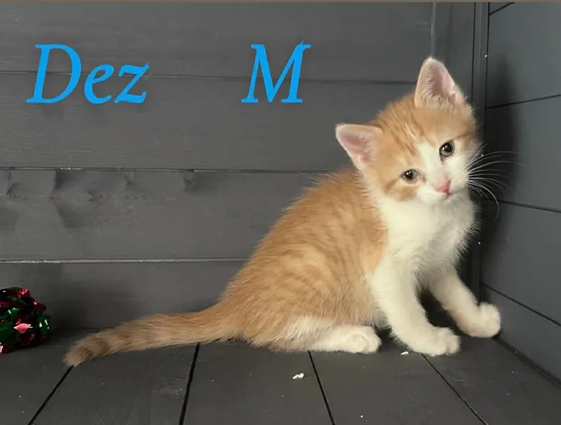 Dez