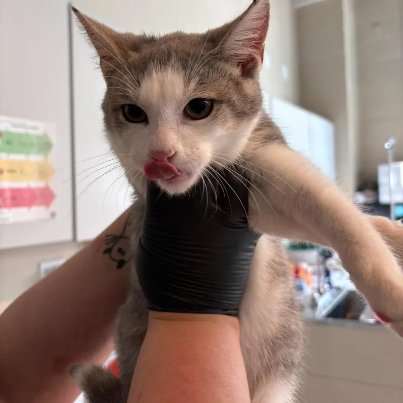 A baby medium-sized male White Domestic Short Hair cat named Winter for adoption in Huntington, WV