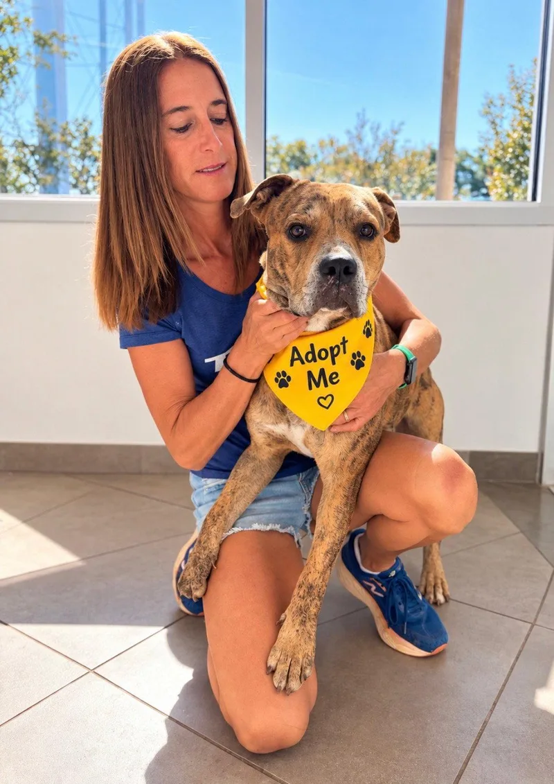 An adult large-sized male Boxer dog named Woody for adoption in Euless, TX