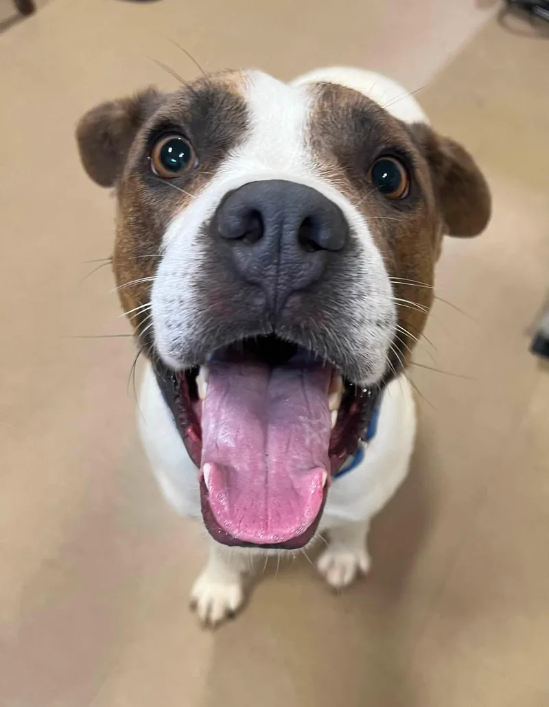 An adult medium-sized male Mixed Breed dog named Boomarang for adoption in Davenport, IA