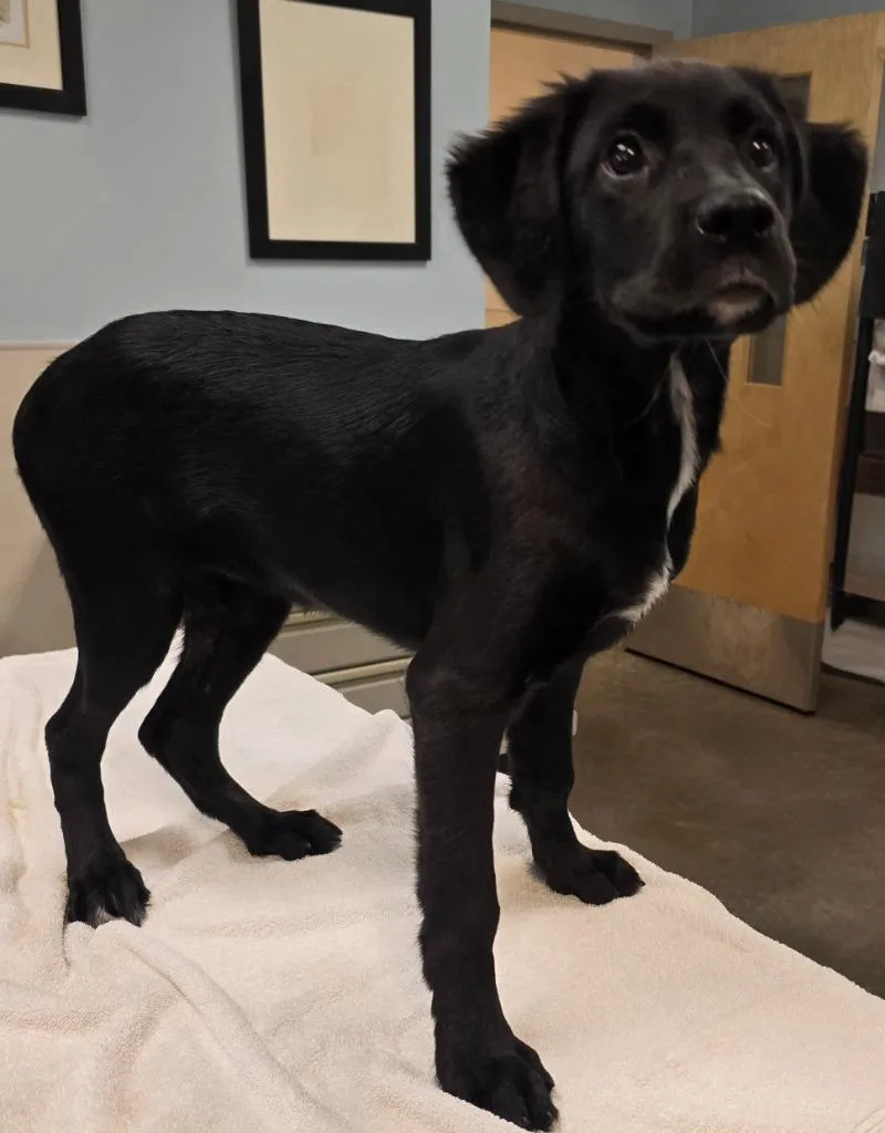 A baby medium-sized female Retriever dog named Jolene for adoption in Murphysboro, IL