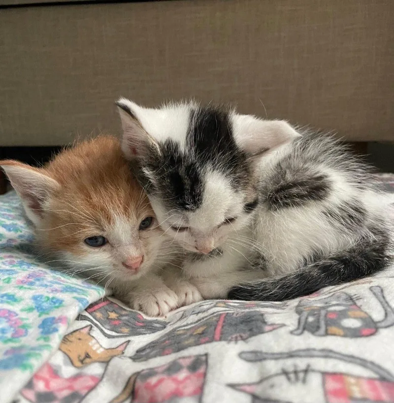 A baby medium-sized male Domestic Short Hair cat named Bong for adoption in Campbell, CA
