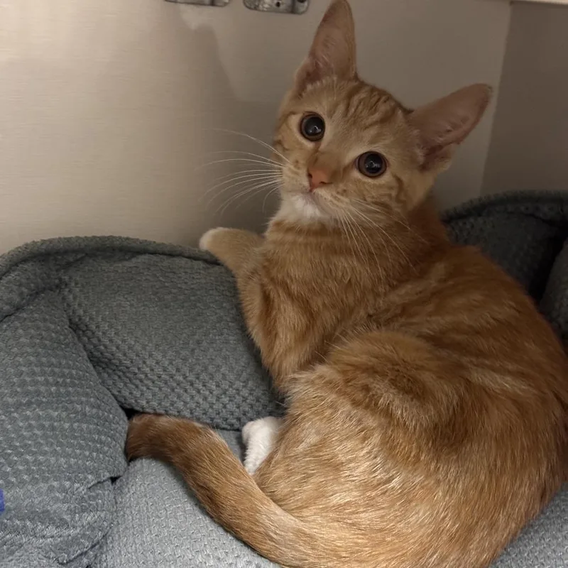 A baby small-sized female Orange / Red Domestic Short Hair cat named Phoenix for adoption in Redwood City, CA