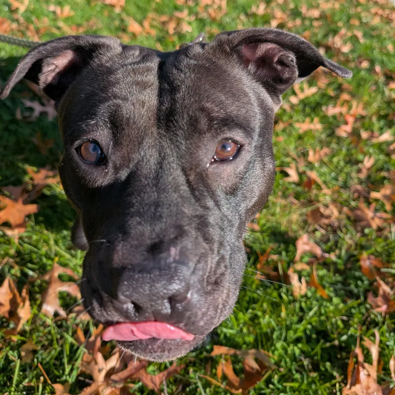 An adult medium-sized female Mixed Breed dog named Luna for adoption in Brookhaven, NY