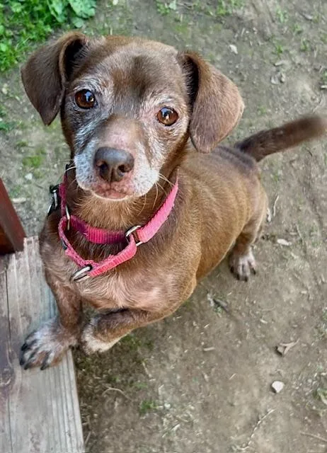 A senior small-sized male Dachshund dog named Hershey for adoption in Los Angeles, CA