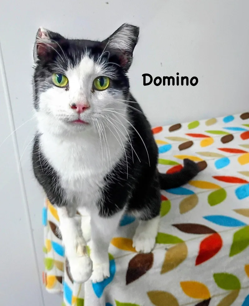 Domino