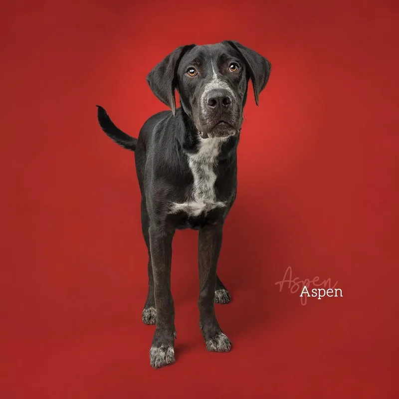 Aspen