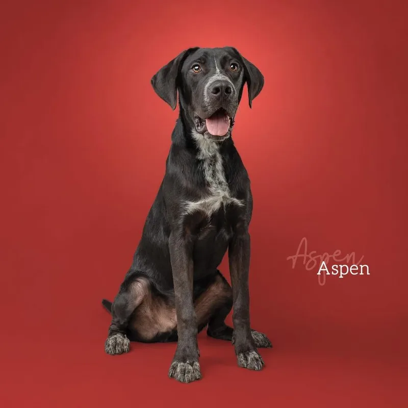 Aspen thumbnail 2