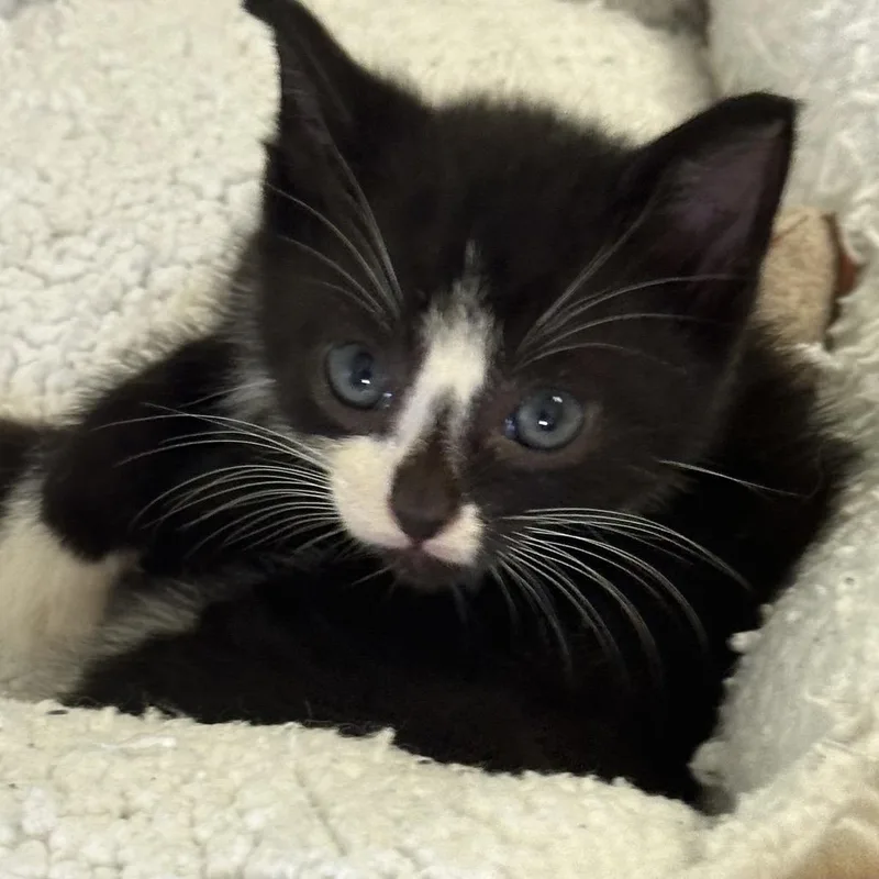 A baby small-sized male Black Domestic Short Hair cat named Domino for adoption in Volcano, HI