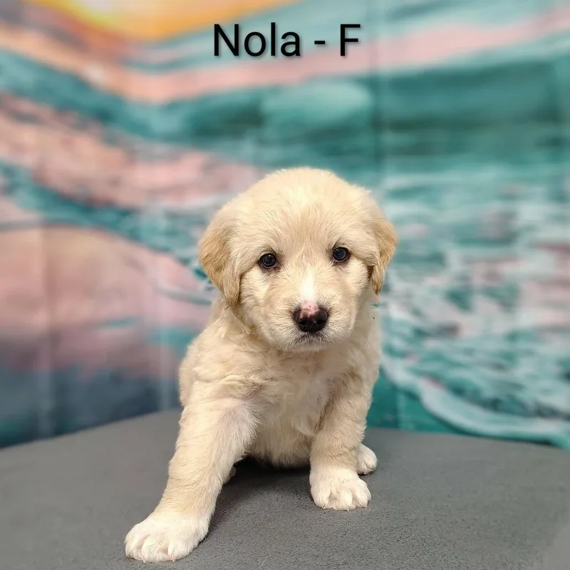 Nola
