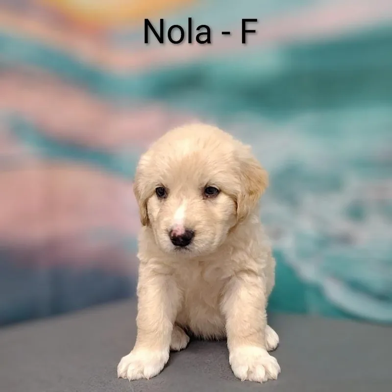 Nola thumbnail 2