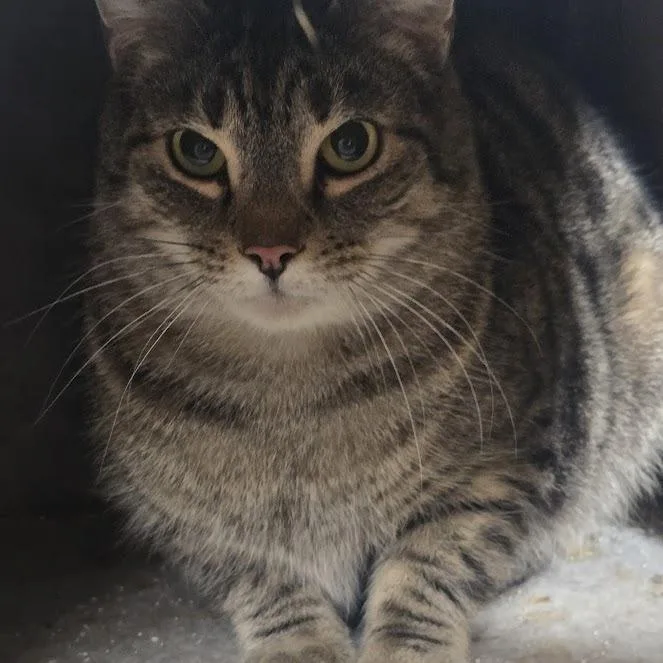 Nikko Tabby