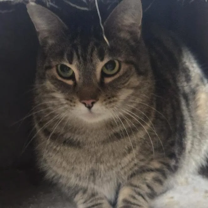 Nikko Tabby thumbnail 2