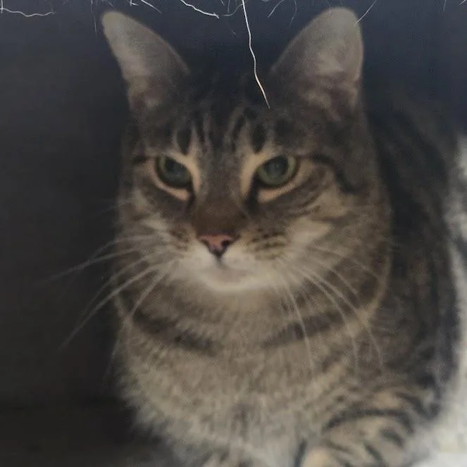 Nikko Tabby thumbnail 3