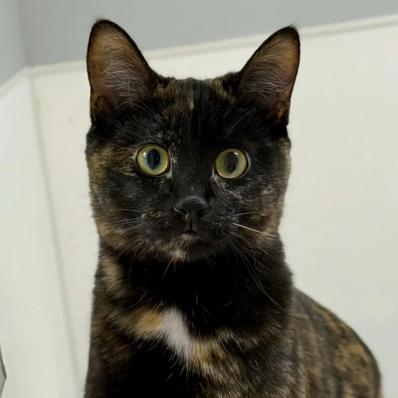 A young medium-sized female Tortoiseshell Domestic Short Hair cat named Mazzy Pie for adoption in Madison, WI