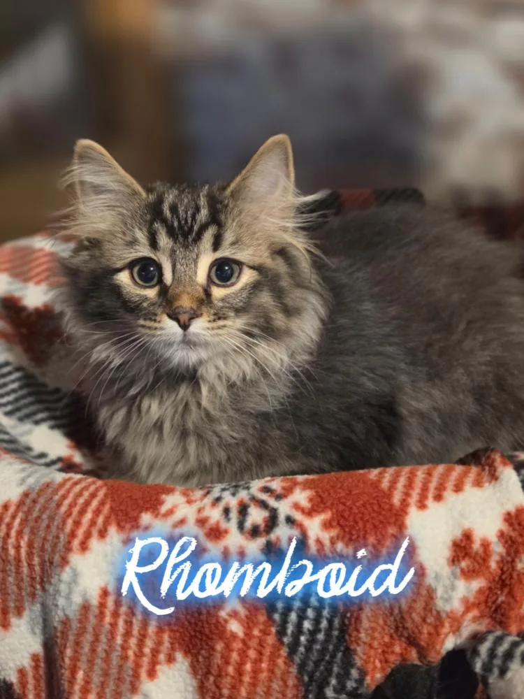 A baby small-sized male Tabby (Brown / Chocolate) Domestic Long Hair cat named Rhomboid for adoption in Metamora, IL