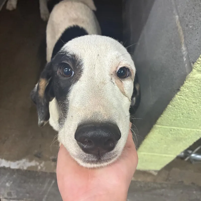 A young medium-sized male Mixed Breed dog named Biggie smol for adoption in Corbin, KY