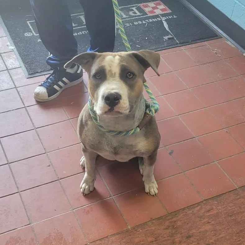 Daiquiri thumbnail 2