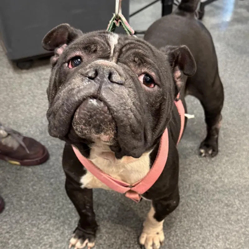 An adult medium-sized female Black Mixed Breed dog named Madea for adoption in Allentown, PA