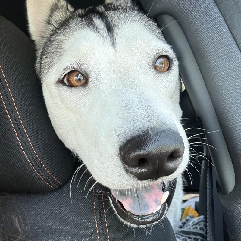 An adult small-sized female Gray / Blue / Silver Husky dog named Violet for adoption in Tampa, FL