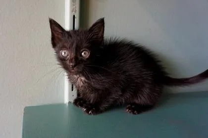 A baby small-sized female Domestic Short Hair cat named Wendy for adoption in San Antonio, TX