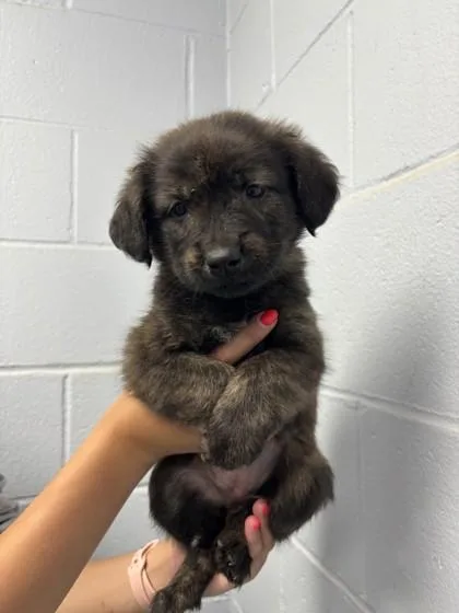 A baby large-sized female Brown / Chocolate Mixed Breed dog named Centipede for adoption in Lafayette, IN