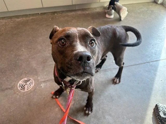 An adult large-sized male American Staffordshire Terrier dog named Potter for adoption in Tavares, FL