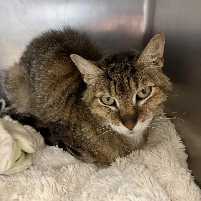 An adult medium-sized male Buff / Tan / Fawn Domestic Short Hair cat named Skinny Pete for adoption in Ashtabula, OH