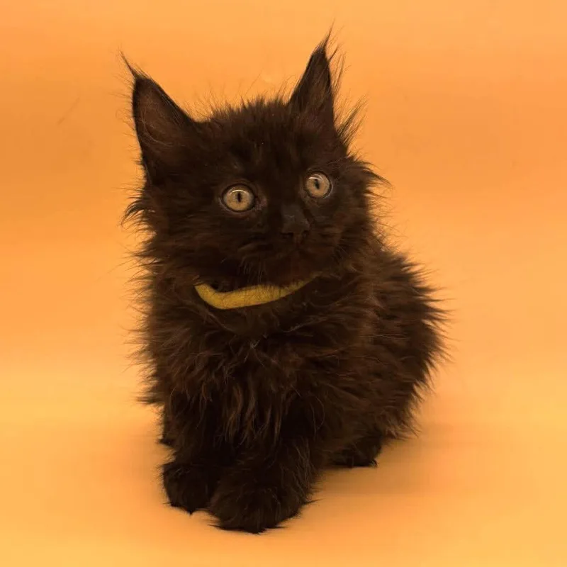 A baby small-sized female Black Domestic Medium Hair cat named Dream for adoption in Plainfield, IL