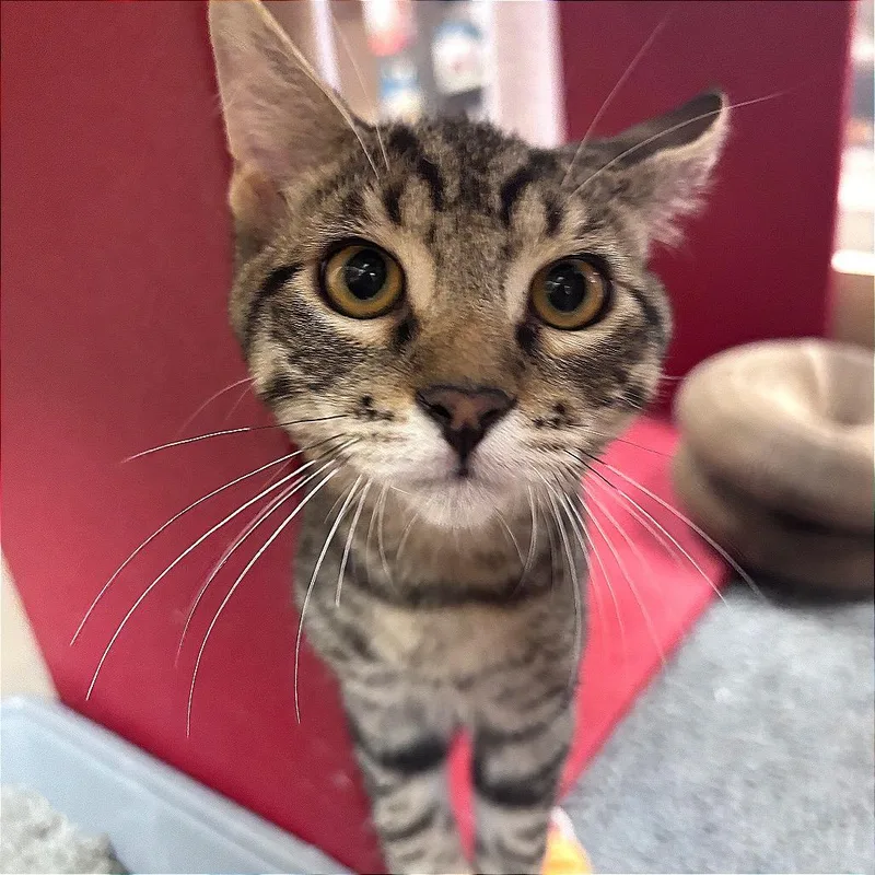 A young small-sized male Domestic Short Hair cat named Cezar for adoption in Yuma, AZ