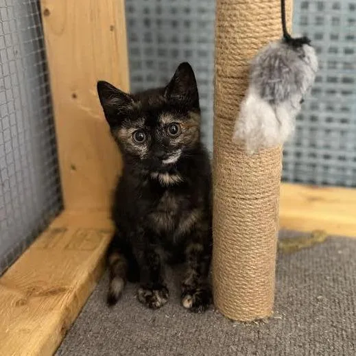 A baby small-sized female Tortoiseshell Domestic Medium Hair cat named Poppy for adoption in Wappingers Falls, NY