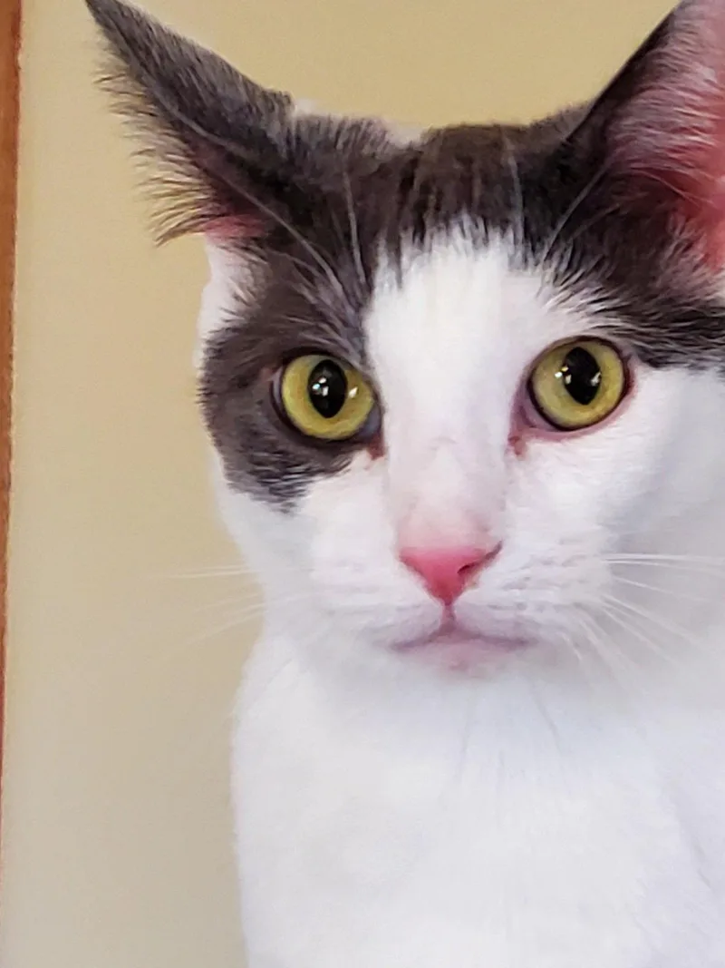 An adult medium-sized male Gray & White Domestic Short Hair cat named Presley for adoption in Camden, TN