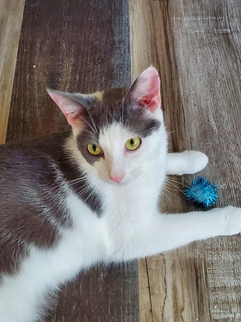 Presley thumbnail 3