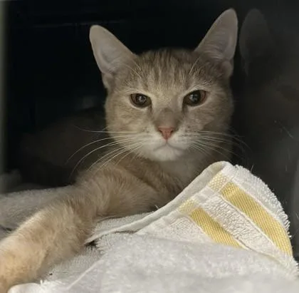 An adult medium-sized male Domestic Short Hair cat named Belgrade for adoption in Cleveland, OH